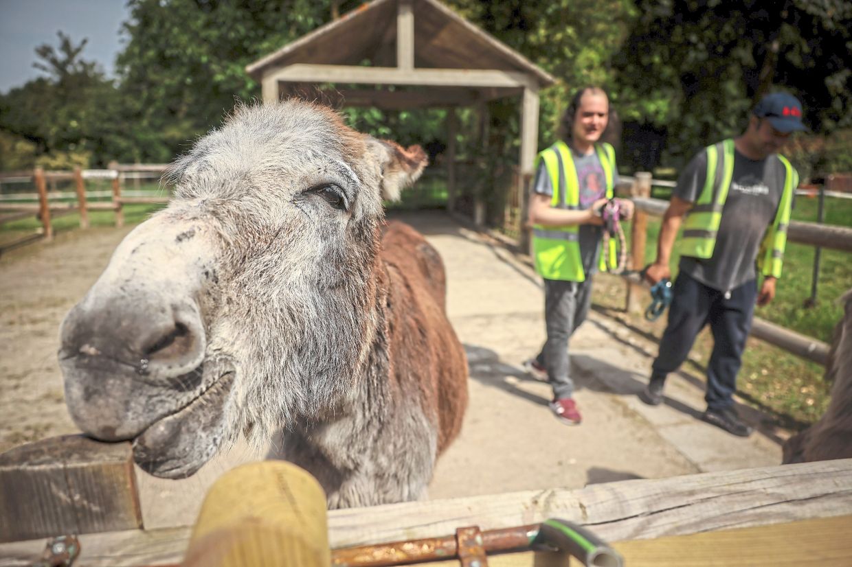Francois says a donkey is very intelligent and it understands things very quickly.