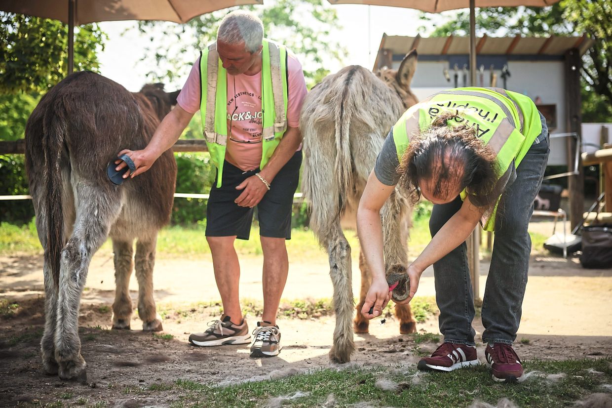 During the animal therapy session, patients alsocare for donkeys.