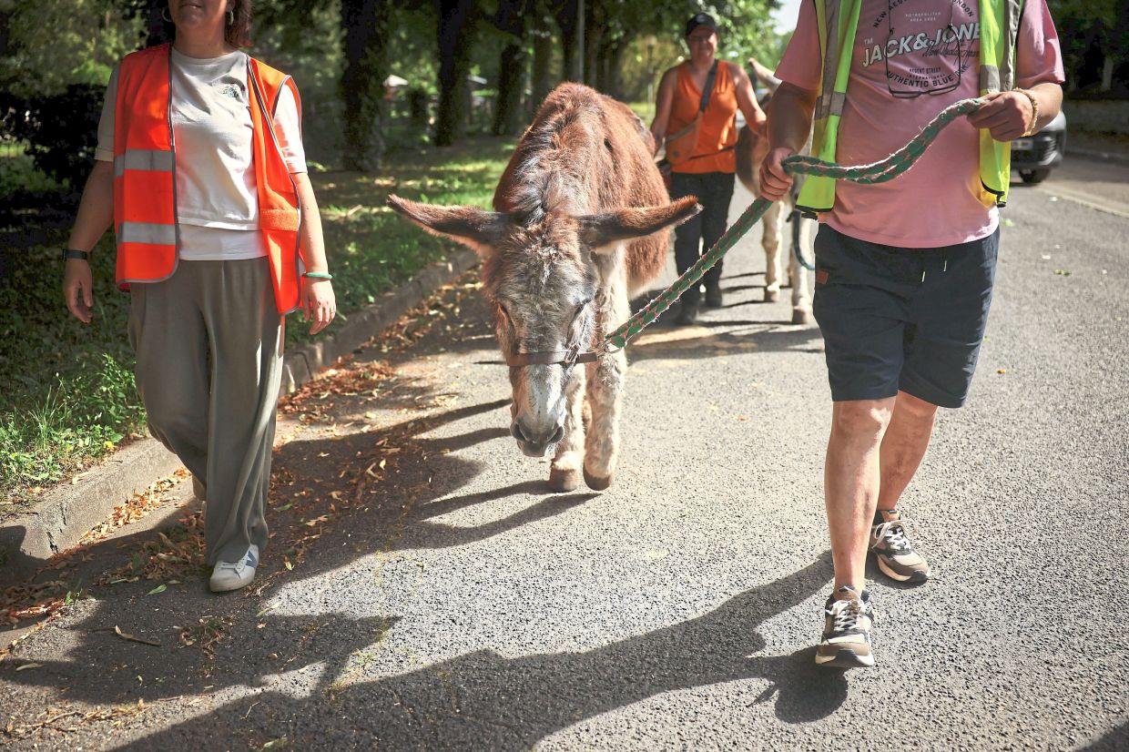 Since 2022, the animal therapy programme has had official status as a healthcare unit in the hospital