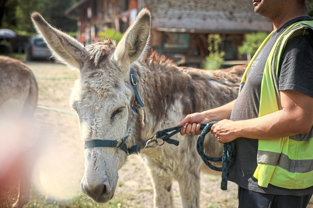 Participants are usually paired with a donkey and over time, they become familiar with each other’s personalities.