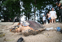 Critically endangered hawksbill turtle spotted at Singapore's East Coast Park