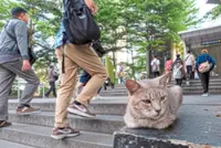 Jakarta battles stray cat numbers with trap-neuter-release method