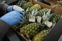 Rising demand for tropical fruits prompts China to expand trade hub capacity