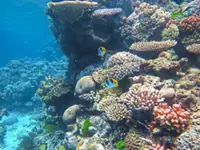 Some coral reefs are more climate-resistant than others, scientists say
