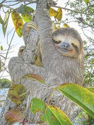 'Jumping genes' in sloths may help scientists better understand human ageing