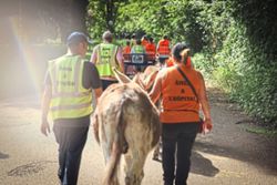 Heal haw! Therapy donkeys help patients regain confidence and self-worth in Paris