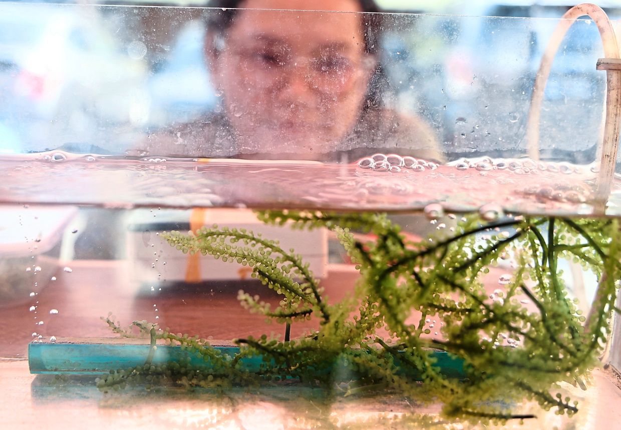 A customer eyeing ‘latok’ (sea grapes) at the market.