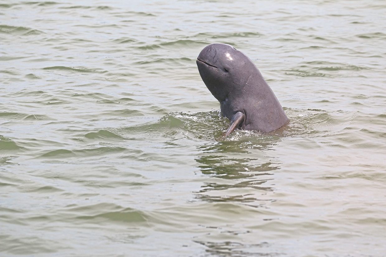 An Irrawaddy dolphin surfaces to scan its surroundings.