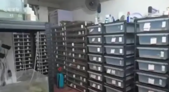 Upon arriving at Guo’s flat, officers were taken aback and felt a chill as they witnessed numerous plastic boxes stacked high, each housing a python. - CCTV