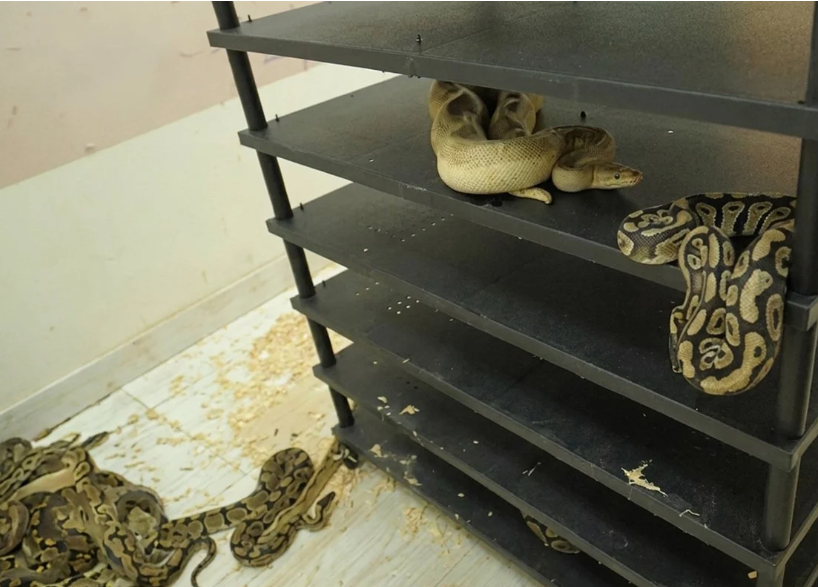 Man in China jailed after flat's high electricity usage exposes breeding of 300 snakes