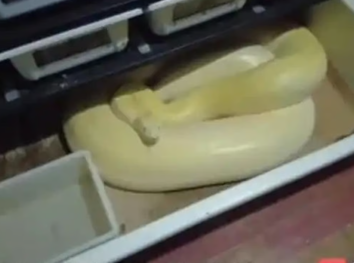 Guo had arranged all his furniture in one bedroom while utilising the other two bedrooms and the living room for his reptiles.- CCTV
