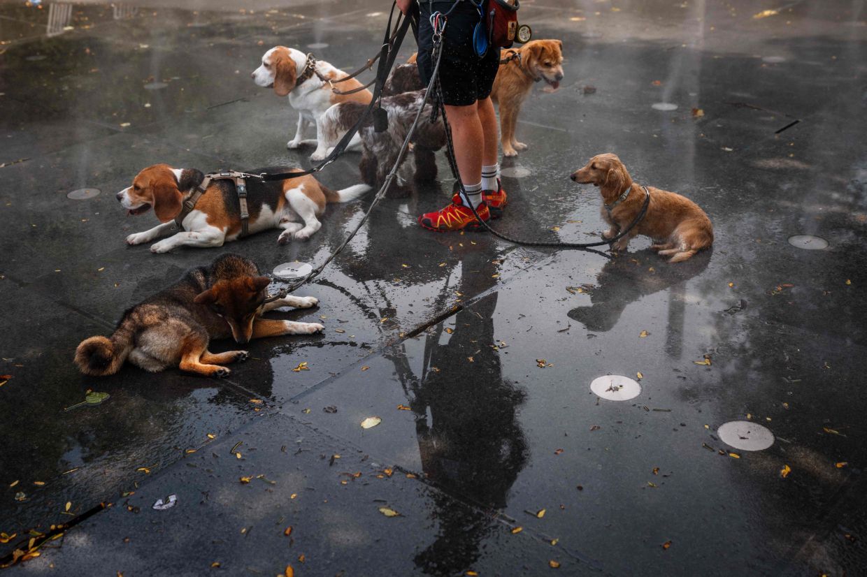 A dog sitter cooling off her dogs in a mist fountain in Paris. — AFP
