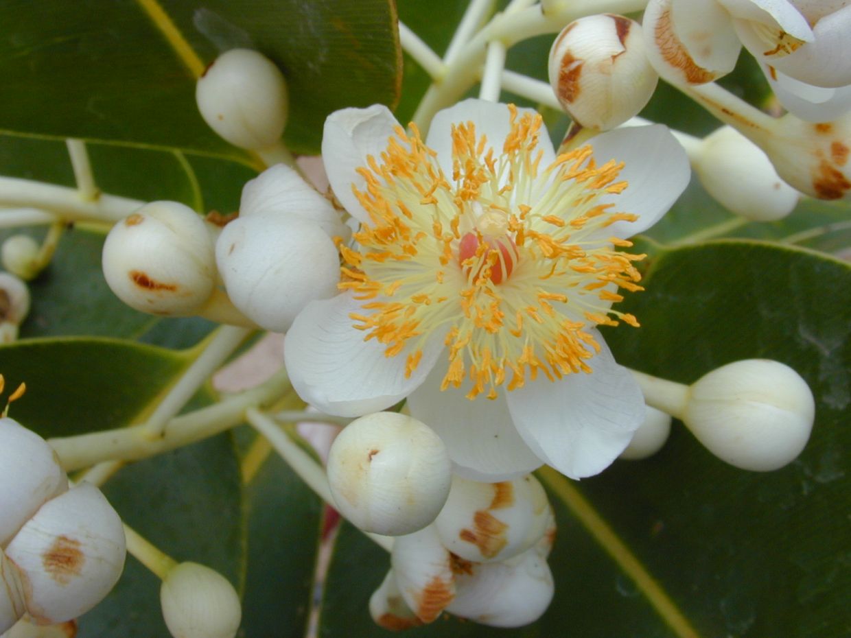 A flower from the Bintangor tree. - Pix courtesy of Forest & Kim Starr (CC BY 3.0)