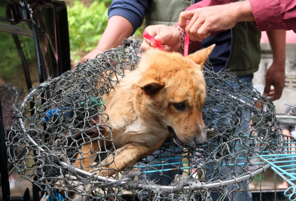 Balis rabies crisis in spotlight following Jembrana dog attack