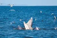 Sentinels of ocean health