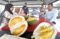 Durian windfall to last a season