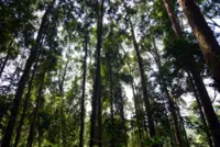 Protect forests to beat high carbon emissions, urge NGOs