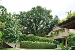 QuickCheck: Could a tree found in Sarawak play a role in HIV treatment?