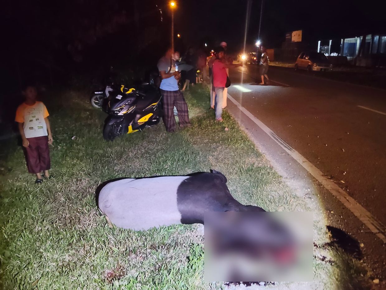 Adult Malayan tapir killed after being hit by motorbike in Kuala Pilah