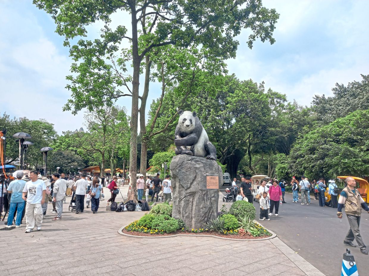The ever popular Chongqing Zoo where pandas are the stars of the show. — FOO YEE PING/The Star