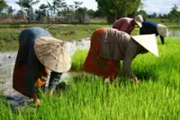 Laos mulls sustainable rice cultivation methods