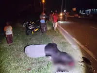 Adult Malayan tapir killed after being hit by motorbike in Kuala Pilah