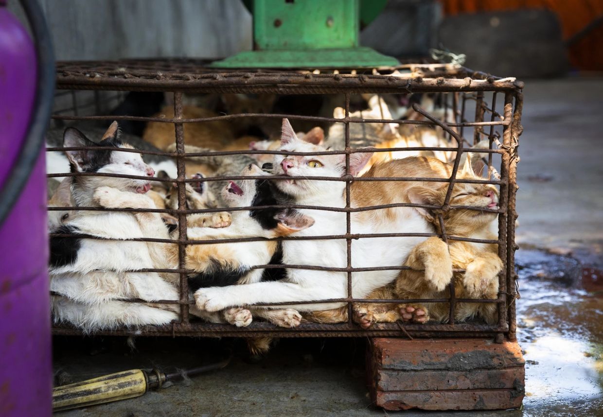 Brutal cat meat trade thrives in Indochina; superstition and tradition fuel demand