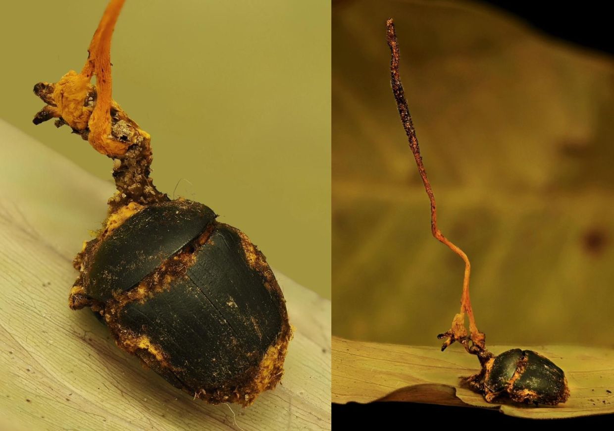 New insect-killing fungus found in Tawau Hills Park