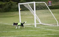 Soccer-No wild goose chase: Two dogs keep birds off World Cup training pitch in Toronto