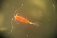Marine zooplankton in a warming world