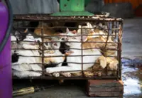 Brutal cat meat trade thrives in Indochina; superstition and tradition fuel demand