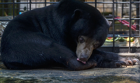 Sun bear captured after roaming near Riau village for a month
