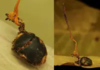 New insect-killing fungus found in Tawau Hills Park