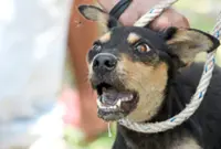 Rabies reemerges in Europe due to disruptions in wildlife vaccinations