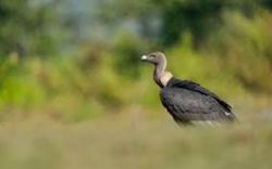 Rare white-rumped vultures return to Cambodian sanctuary after decade