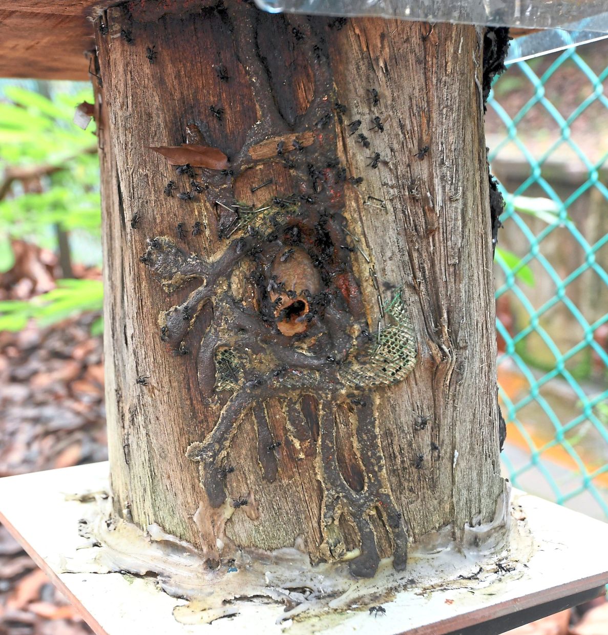 A kelulut hive at the community garden. 