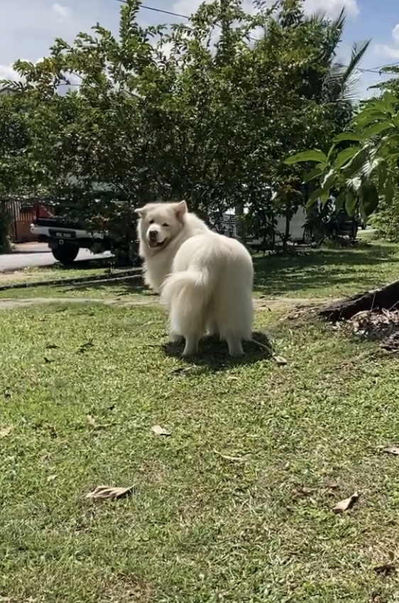 Polo is a sweetheart.