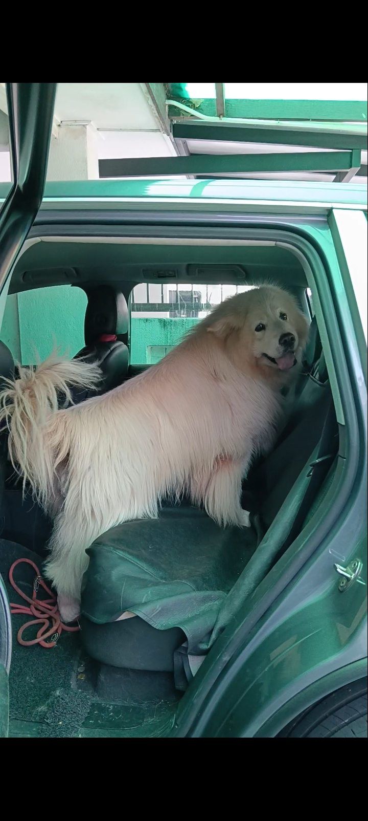 Polo loves her car rides.