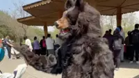 China zoo offers US$15,000 annual salary for bear costume performer with strict silence clause