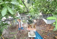 From waste land to urban bee haven