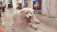 Dog Talk: Our old neighbour Polo the malamute turned nine and is turning pink