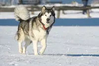 Some facts about the Alaskan malamute