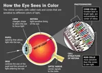 Australia-based scientists solve decades-old mystery of how eye sees colour