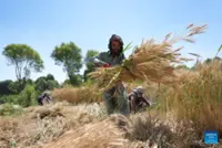 From poppy to wheat: Afghan farmers rebuild their fields