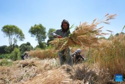 From poppy to wheat: Afghan farmers rebuild their fields