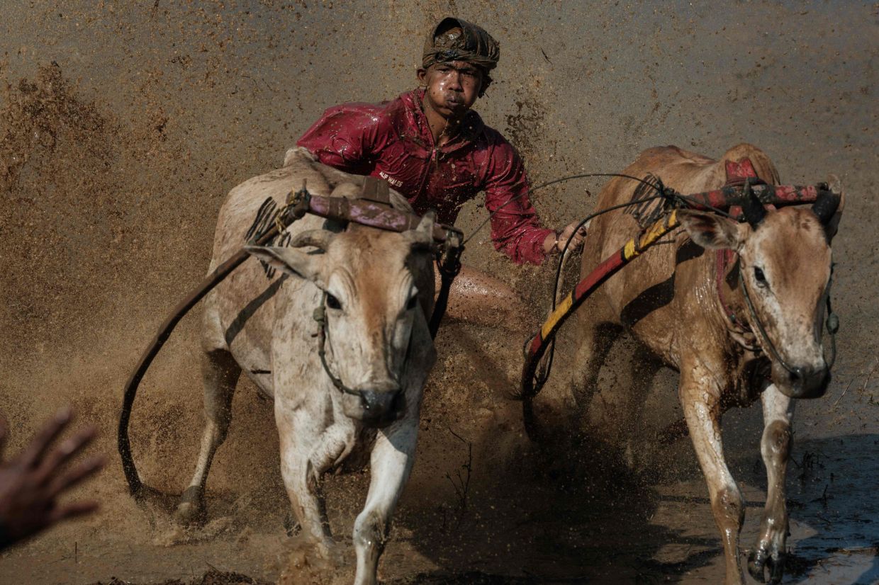 A jockey balances on a wooden plough adapted for the race, sometimes holding and biting the tails of two bulls to steer them through a flooded paddy field, during Pacu Jawi, a traditional bull racing event, in Simabur village, Tanah Datar Regency, West Sumatra, on Saturday, June 27, 2026. -- Photo by YASUYOSHI CHIBA / AFP