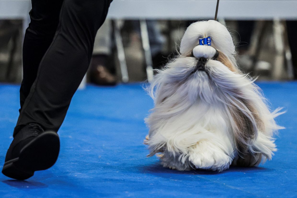A Shih Tzu competes during the Thailand International Dog Show 2026 in Nonthaburi province, Thailand, on Saturday, June 27, 2026. -- Photo: REUTERS/Chalinee Thirasupa