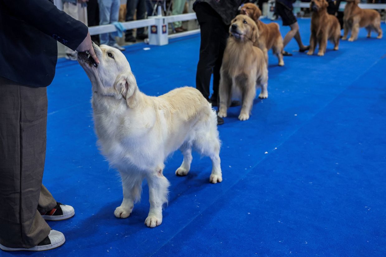 Dog handlers show their Golden Retrievers during a competition at the Thailand International Dog Show 2026 in Nonthaburi province, Thailand, on Saturday, June 27, 2026. -- Photo: REUTERS/Chalinee Thirasupa