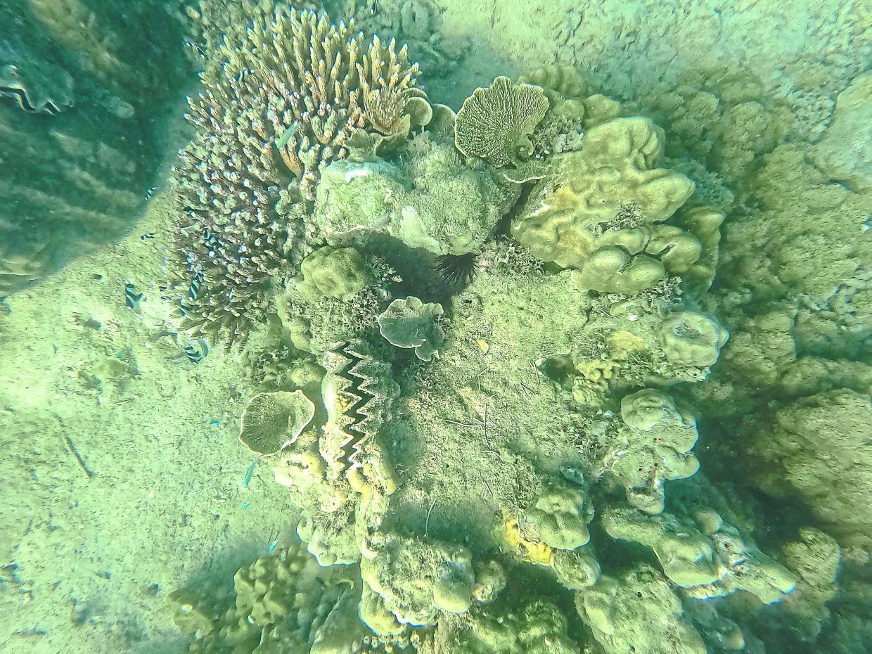 Part of a coral garden conserved by the local community on the Wasini-Mkwiro island. Efforts like coral conservation have helped the place become a good eco-tourism destination.