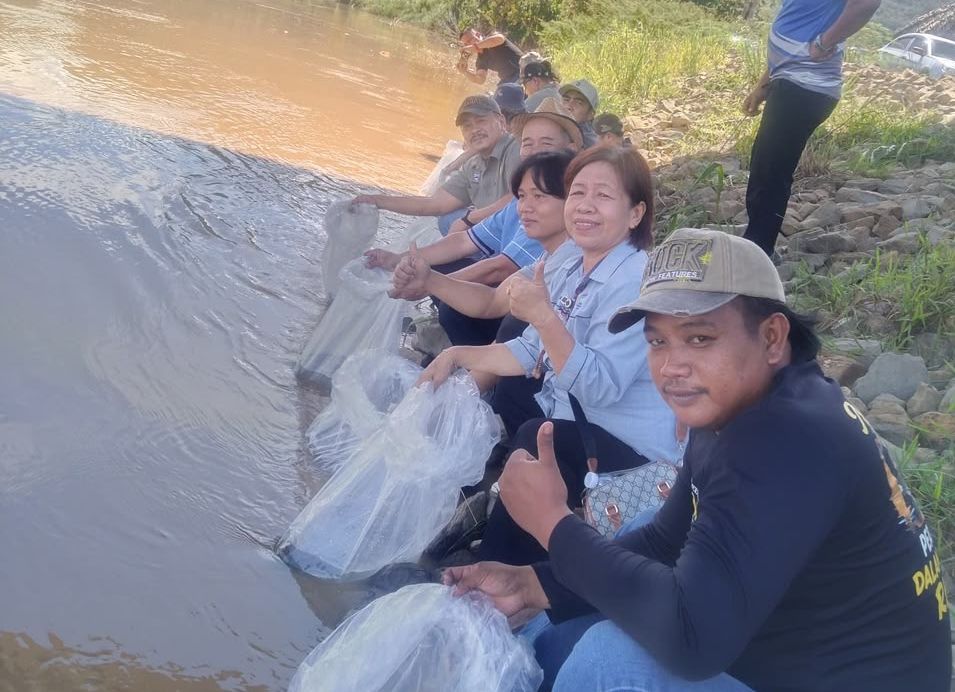 Siakap fry, giant freshwater prawn, released into Sungai Padas